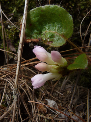 Trailing Arbutus