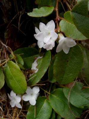 Trailing Arbutus