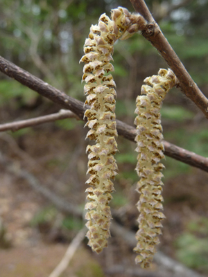 Beaked Hazelnut