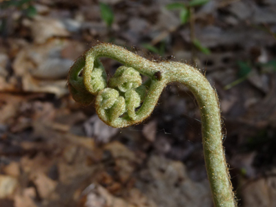 Bracken