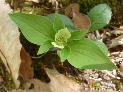 Bunchberry