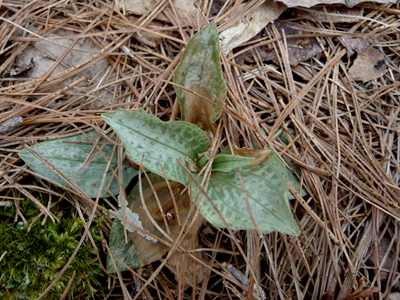 Checkered Rattlesnake Plantain