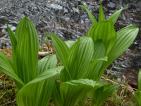 False Hellebore