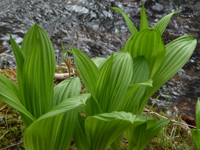 False Hellebore