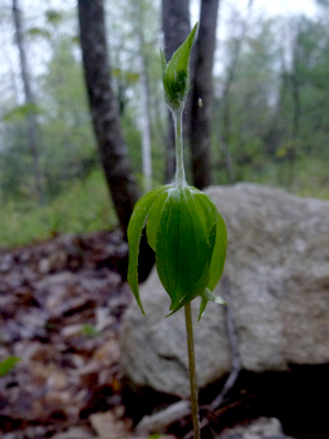 Indian Cucumber Root