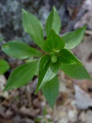 Indian Cucumber Root