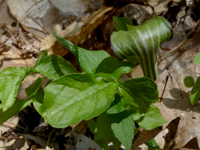 Jack-in-the-Pulpit