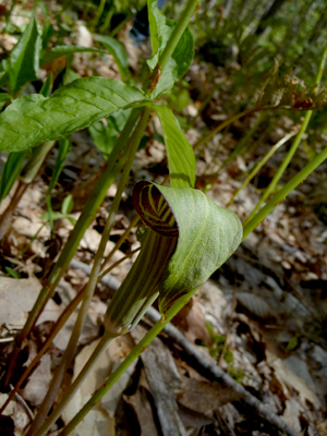 Jack-in-the-Pulpit