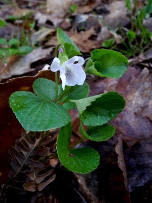 Kidney-Leaved Violet