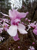 Magnolia