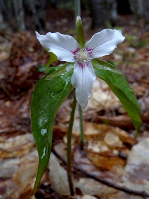 Painted Trillium