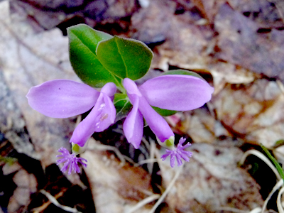 Fringed Polygala