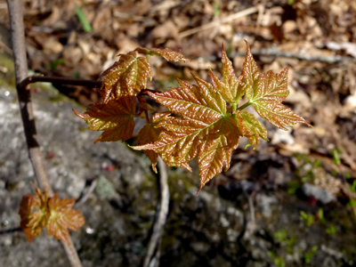 Red Maple