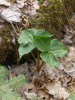 Red Trillium