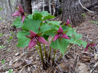 Red Trillium