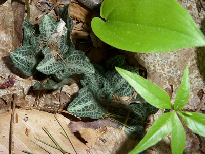 Rattlesnake Plantain