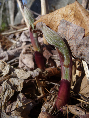 Wild Sarsaparilla