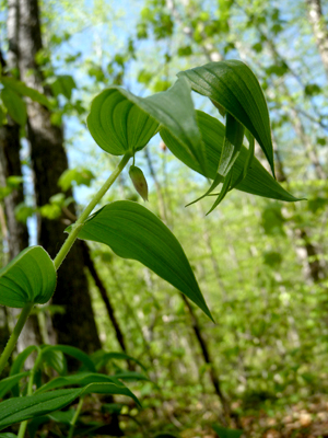 Solomon's-Seal