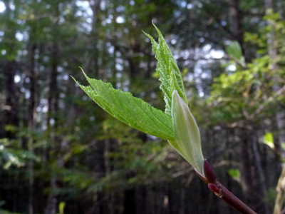 Speckled Alder