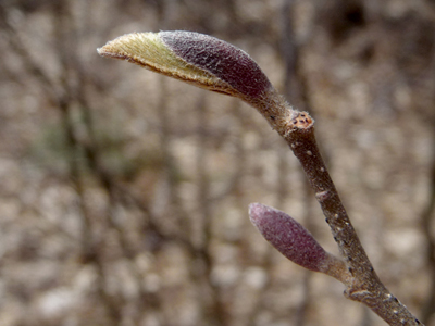 Speckled Alder