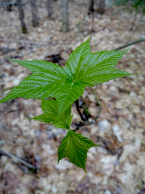 Striped Maple