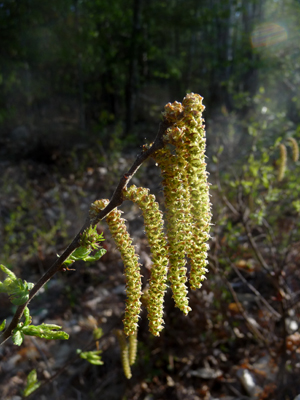 Sweetfern