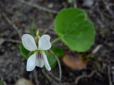 Sweet Violet