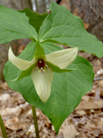 Red Trillium - White