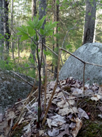 Wild Sarsaparilla