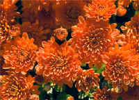 autumn_mums.jpg (61550 bytes)