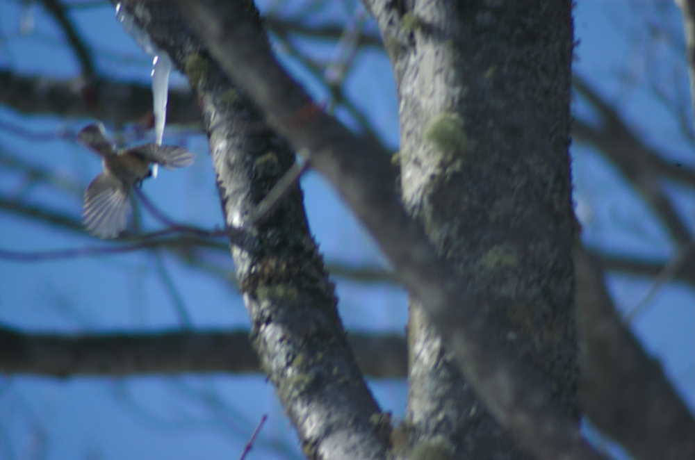 Birds like maple syrup Ricks Satellite Wildfeed and Backhaul Forum