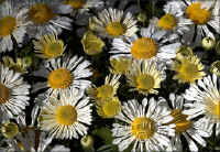 daisy_mums.jpg (51001 bytes)