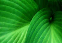hosta_image.jpg (157739 bytes)