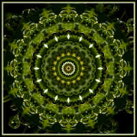 weed_kaleidoscope.jpg (202812 bytes)