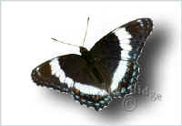 white_admiral.jpg (63679 bytes)